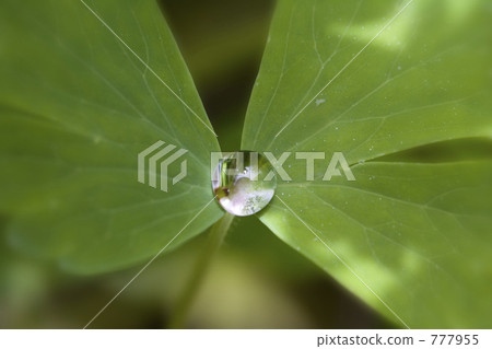 新鮮的綠色和水滴 新鮮的綠色和水滴 777955
