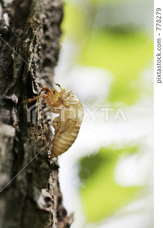 Melted cicada Melted cicada 778279