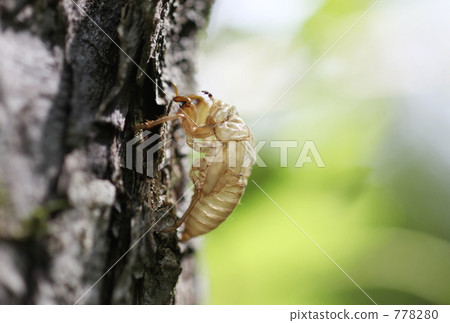 Shedding of cicadas Shedding of cicadas 778280