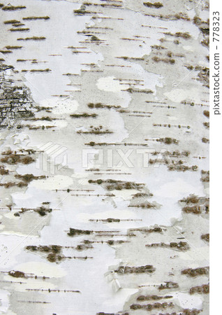 birch trunk birch trunk 778323
