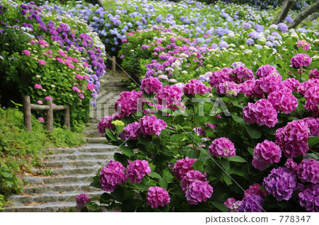Hydrangea in full bloom and promenade 778347