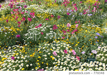 flower bed  778348