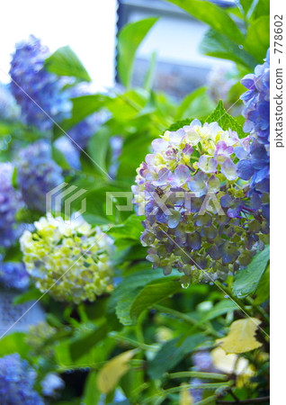 hydrangea, much, june 778602