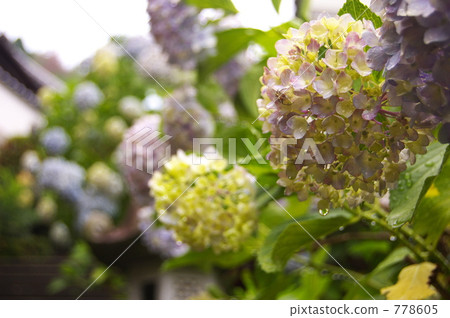 繡球花 六月 6月 778605