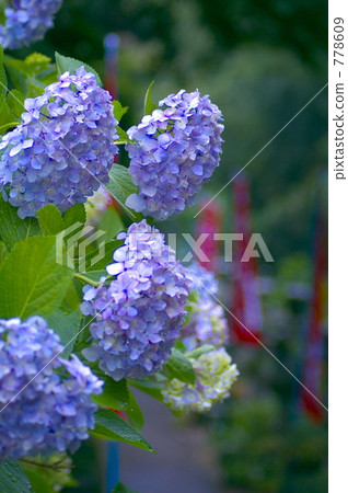 hydrangea, june, overcast 778609