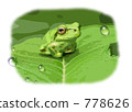 Tree frog 778626