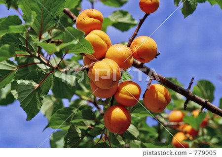 Apricot Apricot 779005