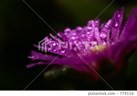 花朵 花 花卉 779119