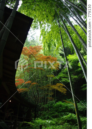 竹叢 翠綠 鮮綠 779130