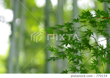 竹叢 翠綠 鮮綠 779134