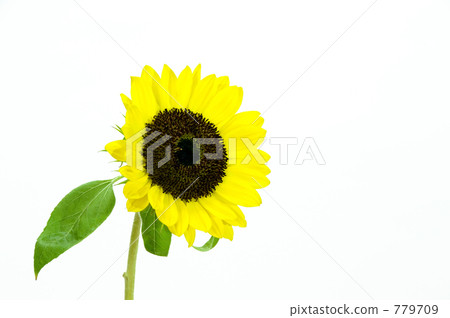 sunflower	 779709