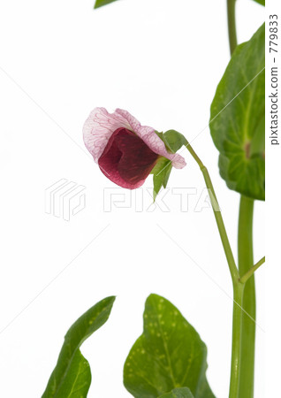 Silky flowers Silky flowers 779833