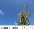 cion, summer weather, full summer 780449