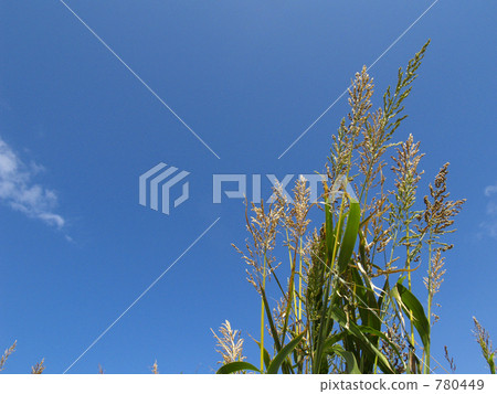 接穗 夏季天空 仲夏 780449