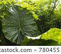 perilla, alocasia odora, giant upright elephant ear 780455