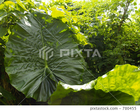 perilla, alocasia odora, giant upright elephant ear 780455
