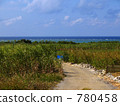 sugarcane field, daytime, crops 780458