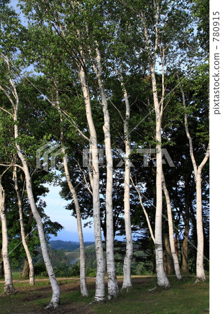 White birch forest White birch forest 780915