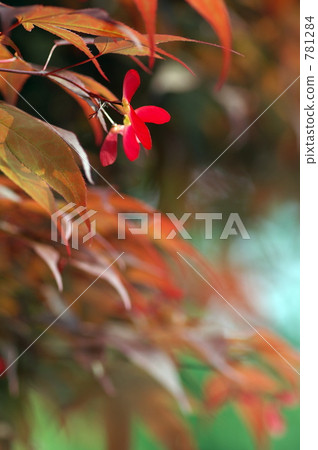 Kaede noodles Kaede noodles 781284