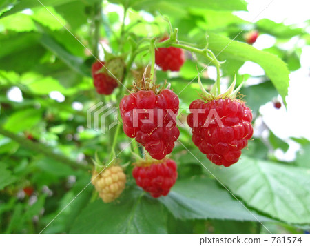 raspberry raspberry 781574