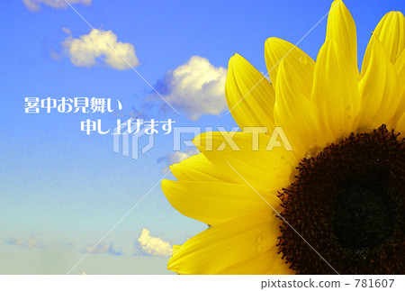 sunflower	 781607