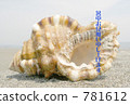 貝殼 781612