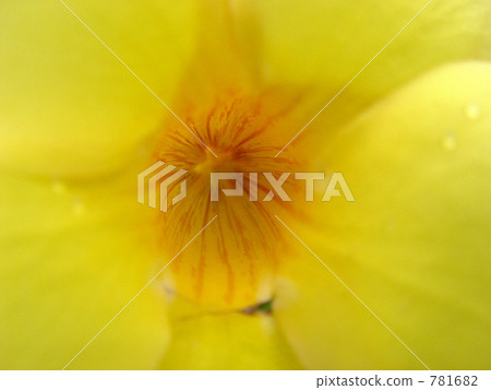 bloom, blossom, blossoms 781682