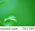 水滴 葉子 葉 781789