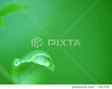 水滴 葉子 葉 781789