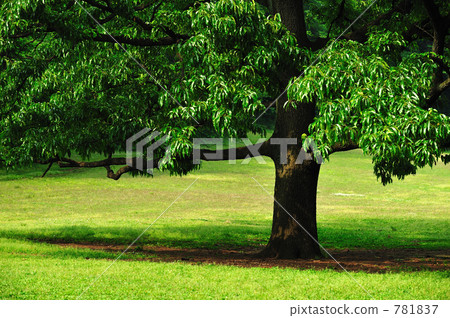 Healing green Healing green 781837