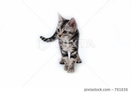 Kitten American Short Hair Kitten American Short Hair 781838