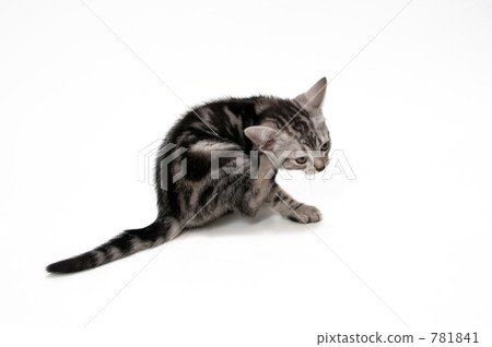 Pet American Short Hair Pet American Short Hair 781841