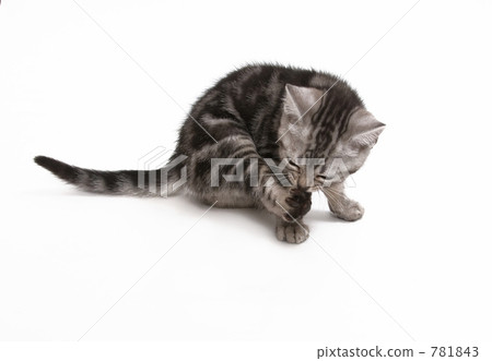 Pet American Short Hair Pet American Short Hair 781843