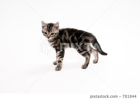 Pet American Short Hair Pet American Short Hair 781844