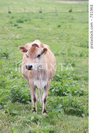 Cow of Mt. 781968