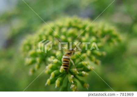 bee, insect, insects 781969