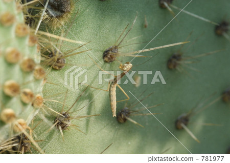 昆蟲出現 長出翅膀飛起來 幼蟲 781977