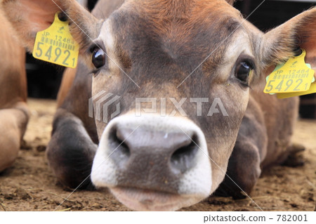 餓了 餓了 782001