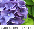  hydrangea 782174