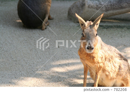 Front of Mara 782208