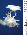 jellyfish, feeler, tentacle 782217