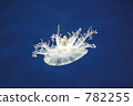 jellyfish, feeler, tentacle 782255