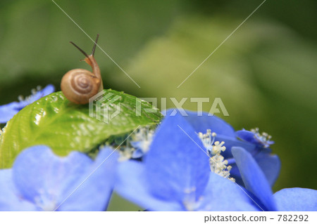 Snail of rain and hydrangea 782292
