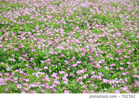 Renge (Imabari City, Ehime Prefecture) 782562