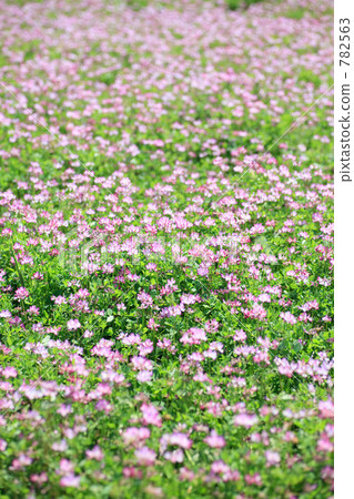 Renge (Imabari City, Ehime Prefecture) Renge (Imabari City, Ehime Prefecture) 782563