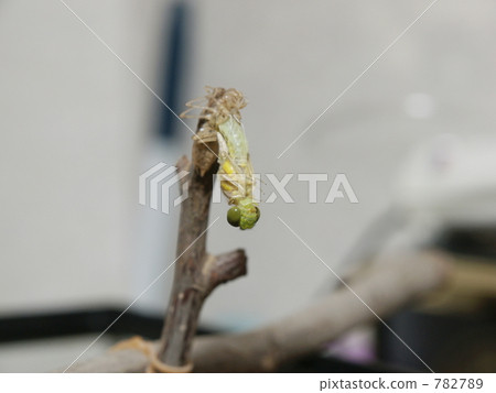 Konoshimetorbo Emergence 9 782789