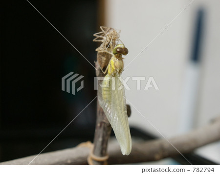 Konoshimetorbo Emergence 16 782794