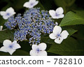 繡球花 782810