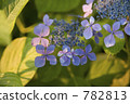 繡球花 782813