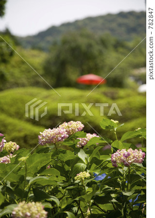 繡球花 綠色 782847